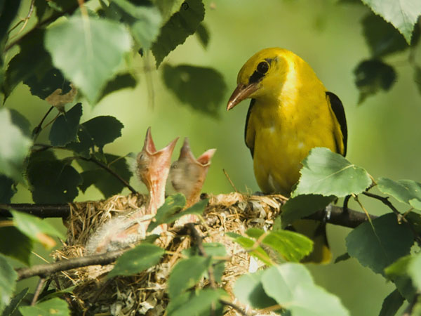 Kuhankeittäjä, Eurasian Golden Oriole, Oriolus oriolus